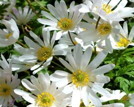 Sasanka vábná 'White Splendour'
