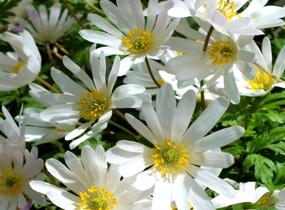 Sasanka vábná 'White Splendour' - Anemone blanda 'White Splendour'