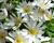 Sasanka vábná 'White Splendour'