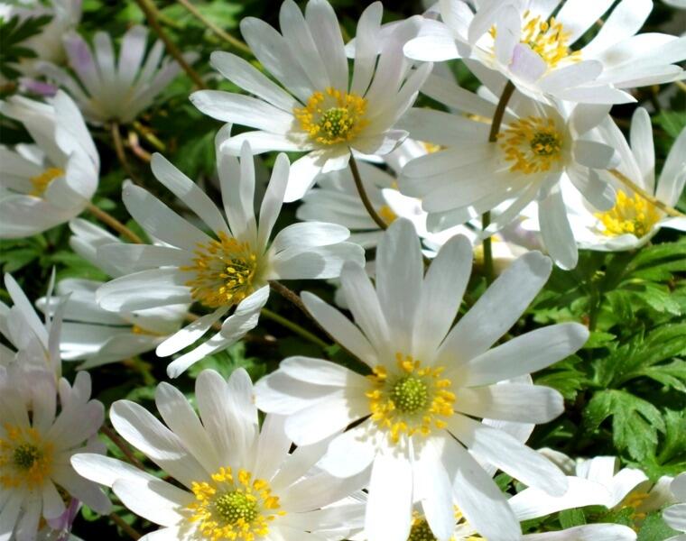 Sasanka vábná 'White Splendour' - Anemone blanda 'White Splendour'
