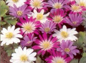 Sasanka vábná - Anemone blanda