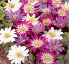 Sasanka vábná - Anemone blanda