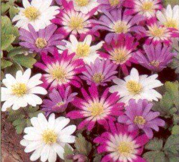 Sasanka vábná - Anemone blanda