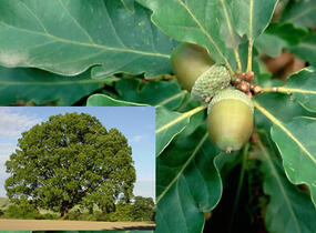 Dub zimní - Quercus petraea