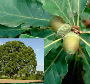 Dub zimní - Quercus petraea