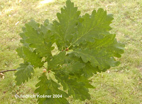 Dub zimní - Quercus petraea