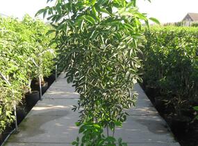 Klokoč zpeřený - Staphylea pinnata