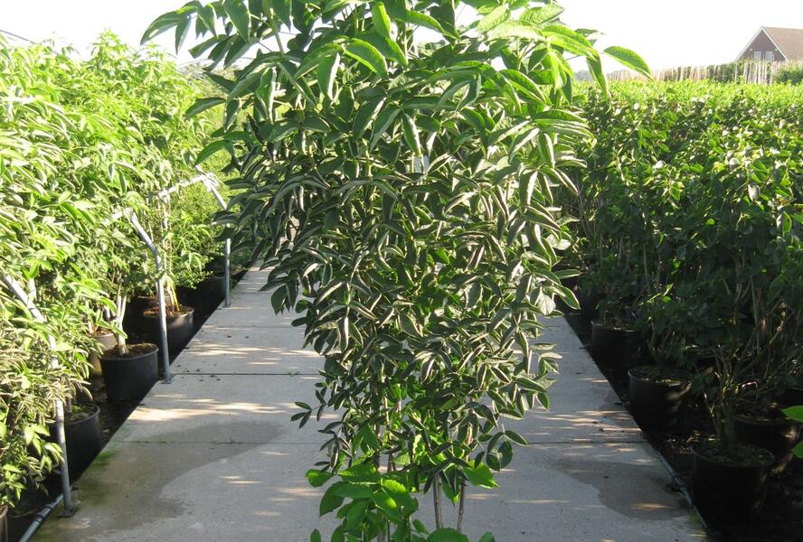 Klokoč zpeřený - Staphylea pinnata