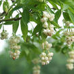 Klokoč zpeřený - Staphylea pinnata