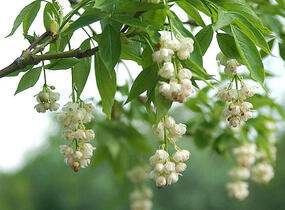 Klokoč zpeřený - Staphylea pinnata