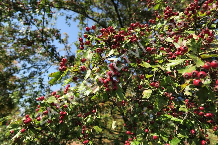 Hloh jednosemenný - Crataegus monogyna