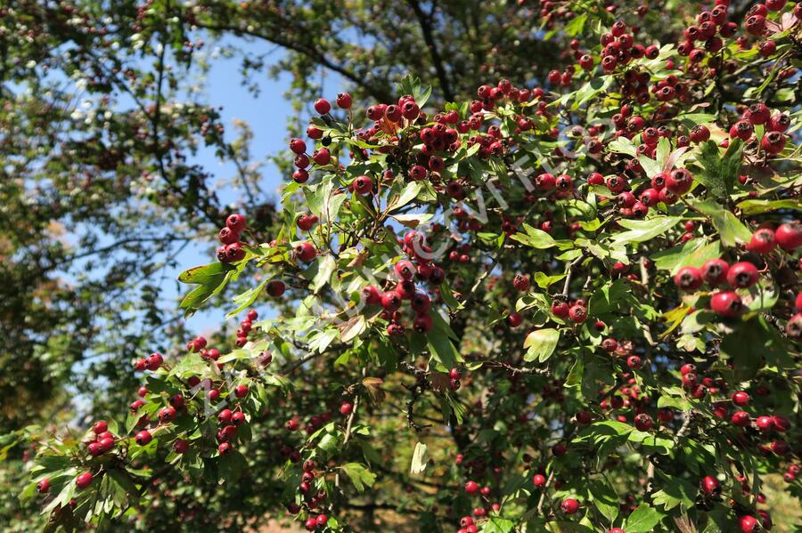 Hloh jednosemenný - Crataegus monogyna