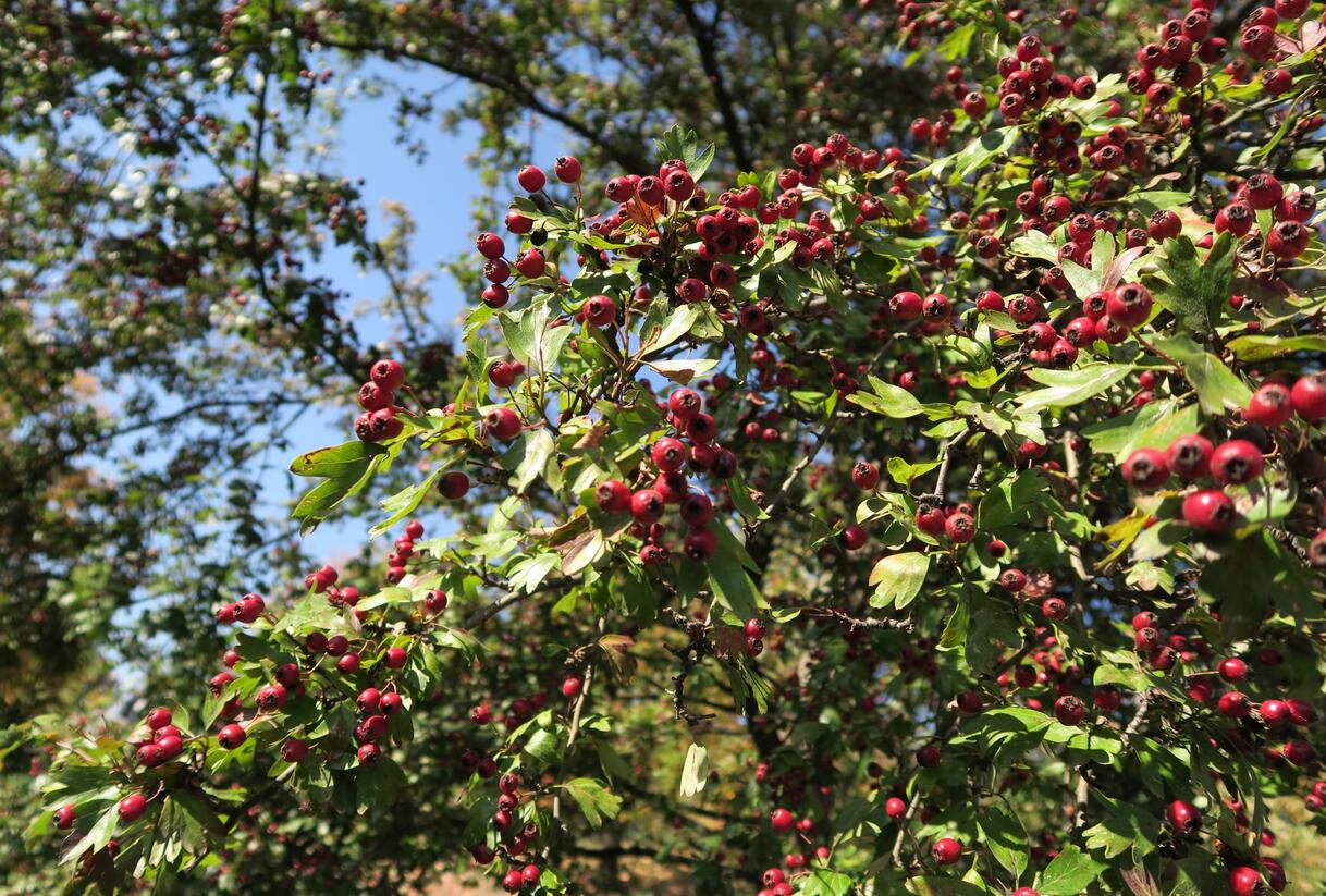 Hloh jednosemenný - Crataegus monogyna