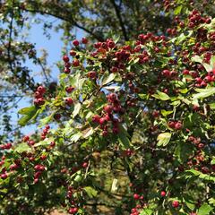 Hloh jednosemenný - Crataegus monogyna