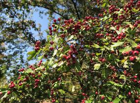Hloh jednosemenný - Crataegus monogyna