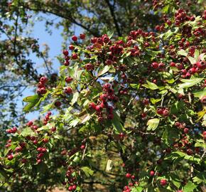 Hloh jednosemenný - Crataegus monogyna