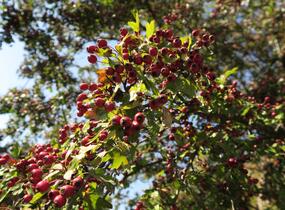 Hloh jednosemenný - Crataegus monogyna