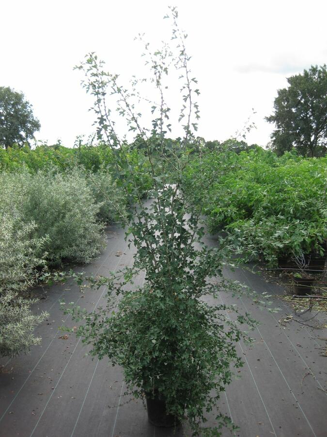 Hloh jednosemenný - Crataegus monogyna