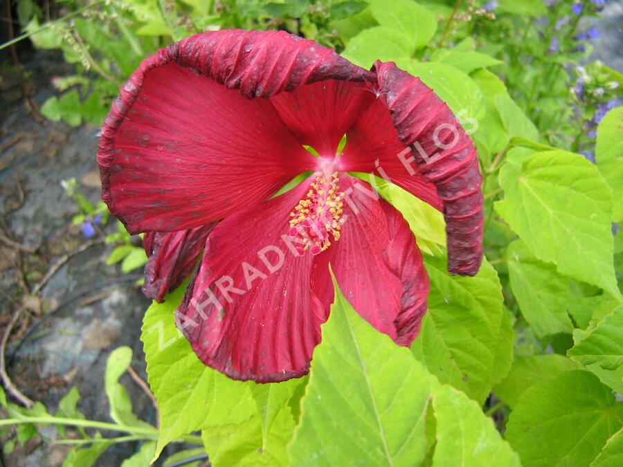 Ibišek bahenní 'Nippon Red' - Hibiscus moscheutos 'Nippon Red'