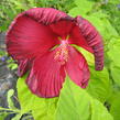 Ibišek bahenní 'Nippon Red' - Hibiscus moscheutos 'Nippon Red'