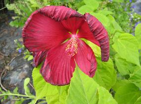 Ibišek bahenní 'Nippon Red' - Hibiscus moscheutos 'Nippon Red'