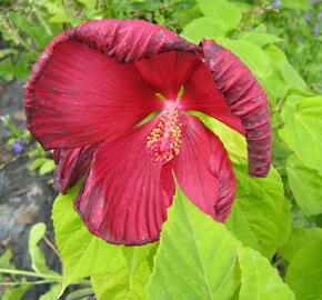 Ibišek bahenní 'Nippon Red' - Hibiscus moscheutos 'Nippon Red'