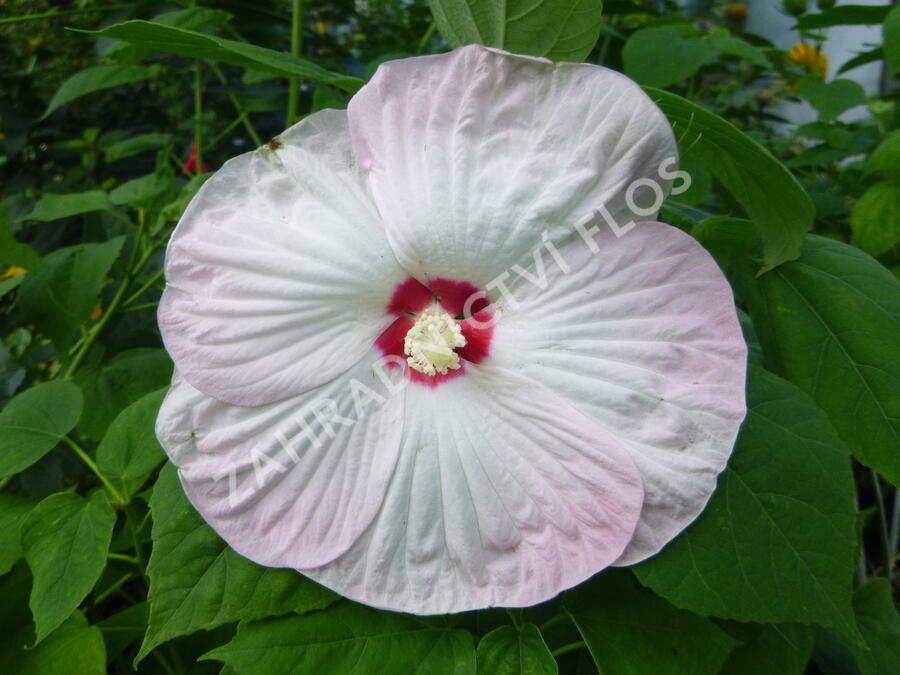 Ibišek bahenní 'Nippon Blush' - Hibiscus moscheutos 'Nippon Blush'