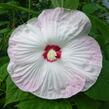 Ibišek bahenní 'Nippon Blush' - Hibiscus moscheutos 'Nippon Blush'