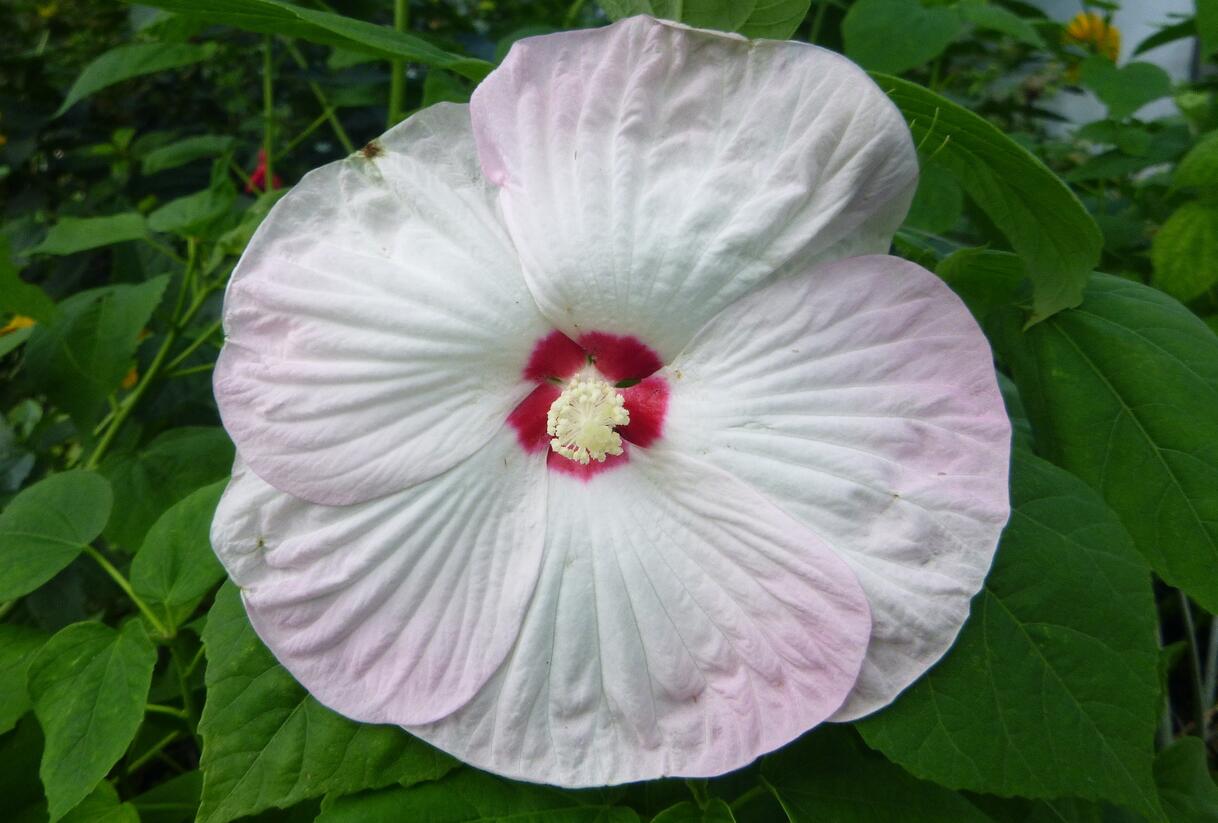Ibišek bahenní 'Nippon Blush' - Hibiscus moscheutos 'Nippon Blush'