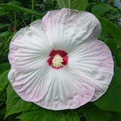 Ibišek bahenní 'Nippon Blush' - Hibiscus moscheutos 'Nippon Blush'