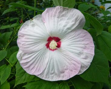 Ibišek bahenní 'Nippon Blush'