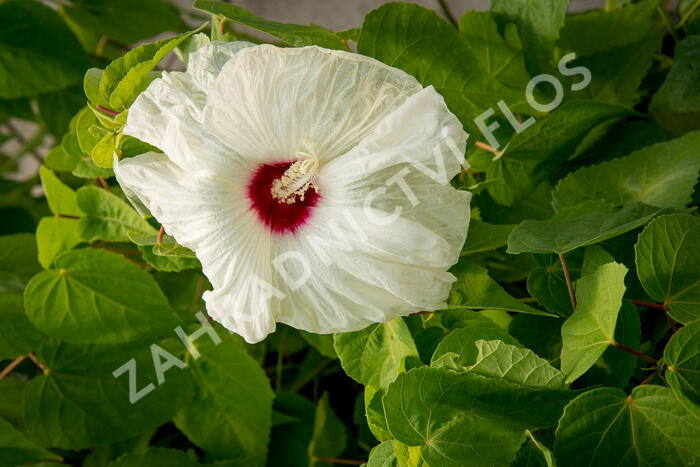 Ibišek bahenní 'Old Yella' - Hibiscus moscheutos 'Old Yella'