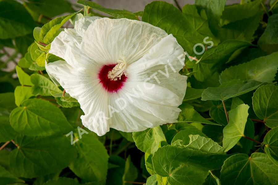 Ibišek bahenní 'Old Yella' - Hibiscus moscheutos 'Old Yella'