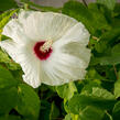 Ibišek bahenní 'Old Yella' - Hibiscus moscheutos 'Old Yella'