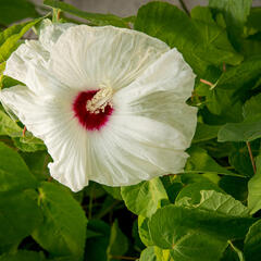 Ibišek bahenní 'Old Yella' - Hibiscus moscheutos 'Old Yella'