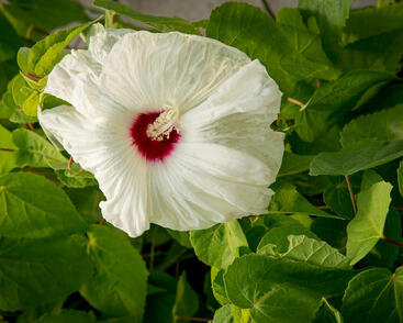 Ibišek bahenní 'Old Yella'