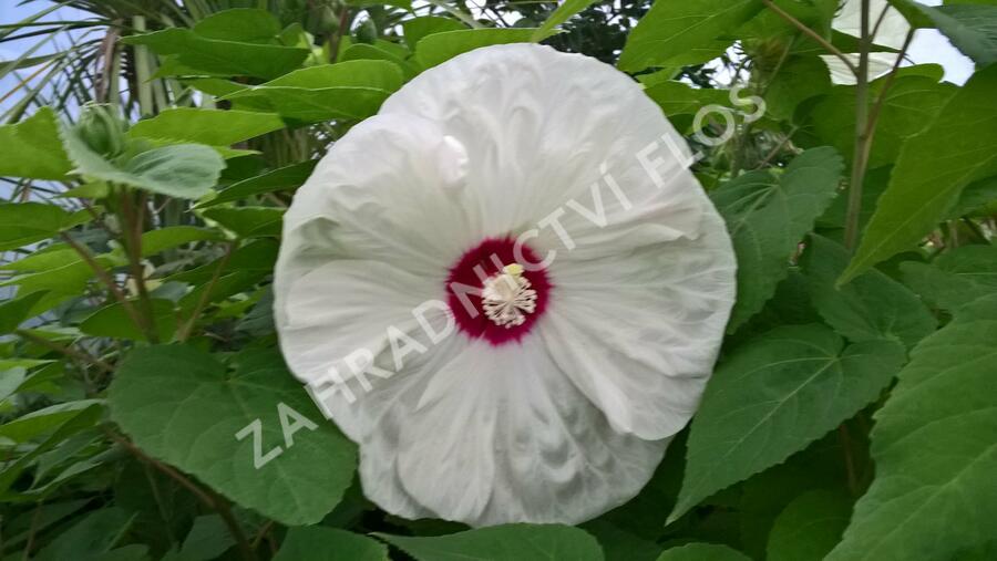 Ibišek bahenní 'Old Yella' - Hibiscus moscheutos 'Old Yella'