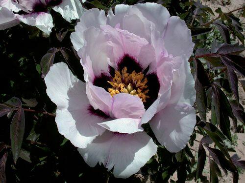 Pivoňka dřevitá rockii - Paeonia rockii