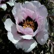 Pivoňka dřevitá rockii - Paeonia rockii