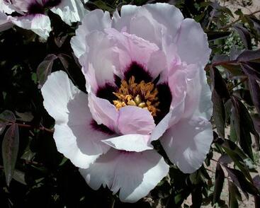 Pivoňka dřevitá rockii