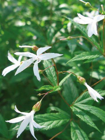 Trubučka trojlistá - Gillenia trifoliata