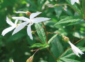 Trubučka trojlistá - Gillenia trifoliata