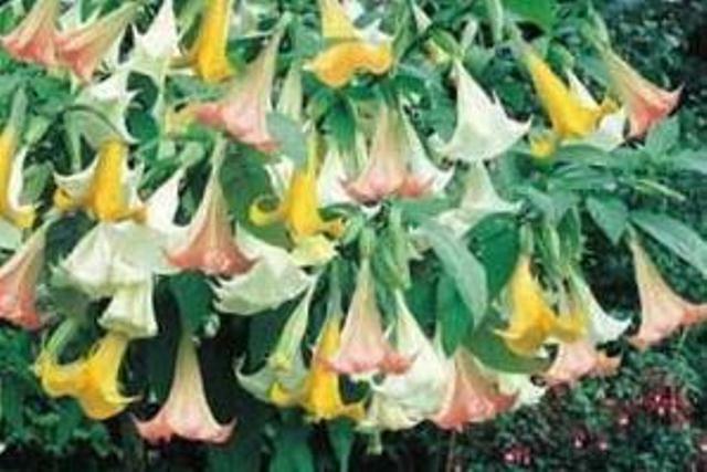 Durman mix - Brugmansia (Datura) arborea mix