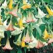 Durman mix - Brugmansia (Datura) arborea mix