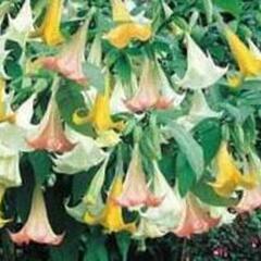 Durman mix - Brugmansia (Datura) arborea mix