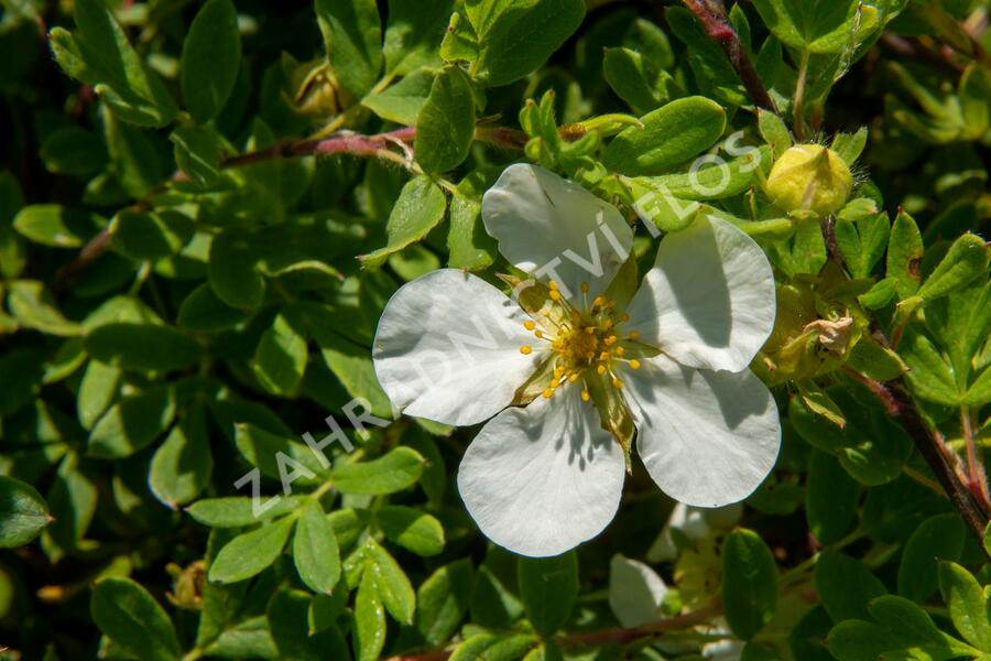Mochna křovitá 'White Lady' - Potentilla fruticosa 'White Lady'