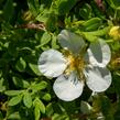 Mochna křovitá 'White Lady' - Potentilla fruticosa 'White Lady'