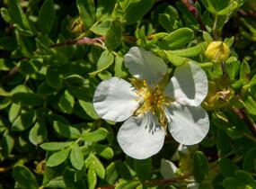Mochna křovitá 'White Lady' - Potentilla fruticosa 'White Lady'