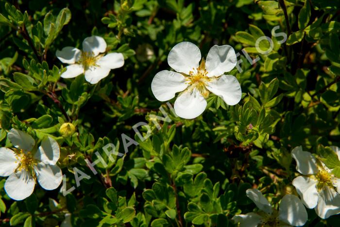 Mochna křovitá 'White Lady' - Potentilla fruticosa 'White Lady'