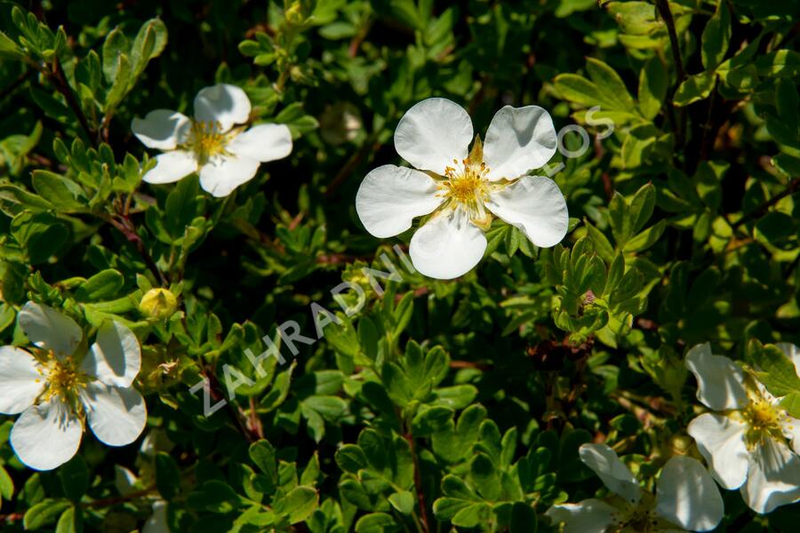 Mochna křovitá 'White Lady' - Potentilla fruticosa 'White Lady'